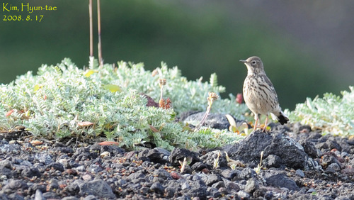 Anthus japonicus