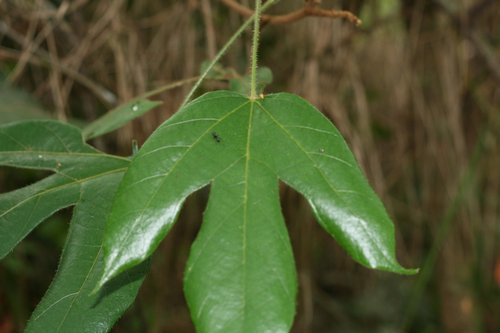 Dioscoreophyllum cumminsii from Bo, SLSO, SL on May 15, 2023 at 1137