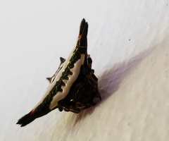 Gasteracantha geminata