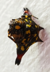 Gasteracantha geminata