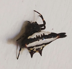 Gasteracantha geminata