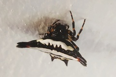 Gasteracantha geminata