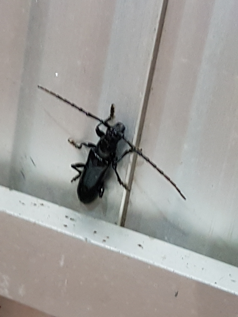 Coleoxestia lissonota