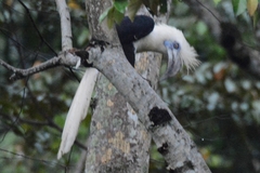 Berenicornis comatus