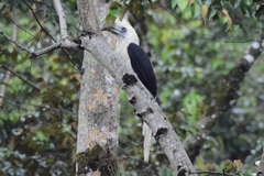 Berenicornis comatus