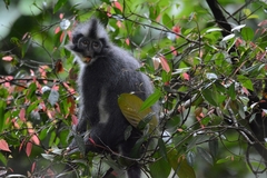 Presbytis thomasi