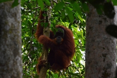 Pongo abelii