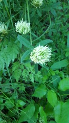 Trifolium ochroleucon