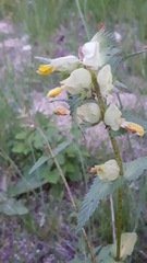 Rhinanthus minor