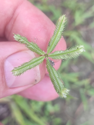 Dactyloctenium ctenoides, 2023-05-16