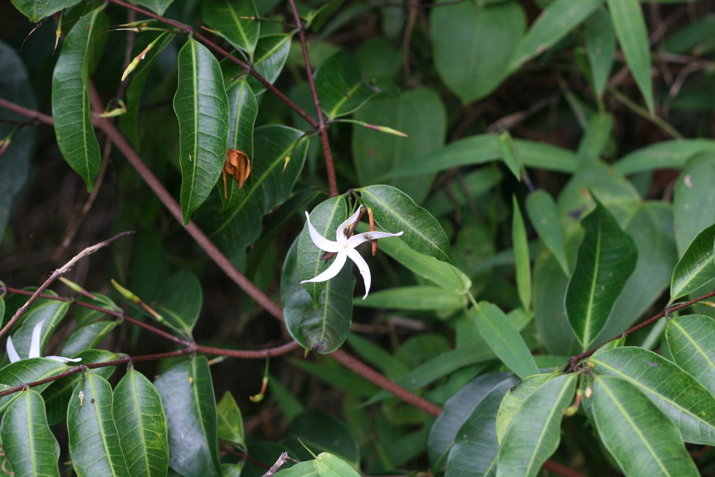 Landolphia macrantha