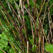 New Zealand Hair-Sedge - Photo (c) Pat Enright, some rights reserved (CC BY-NC), uploaded by Pat Enright