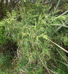 Carmichaelia odorata