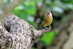 Passerina rositae