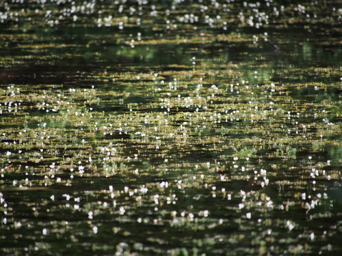 Brazilian elodea (Elodea densa)