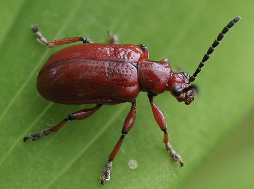 Lilioceris merdigera