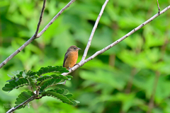 Passerina rositae