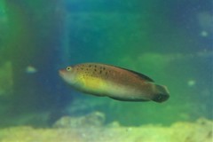 Austrolabrus maculatus