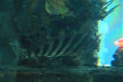 Goniistius rubrolabiatus