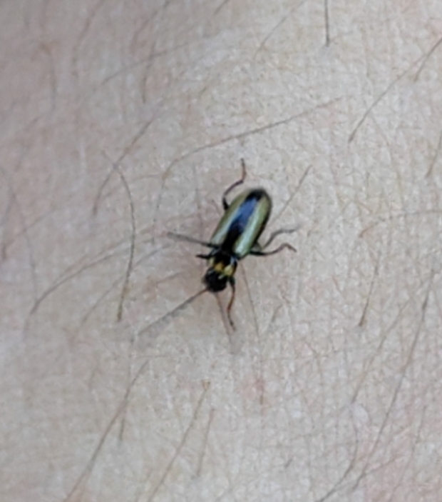 Calomicrus circumfusus