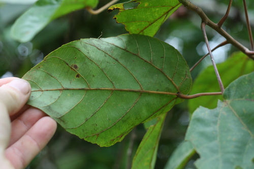Alchornea cordifolia