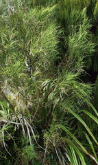 Carmichaelia odorata