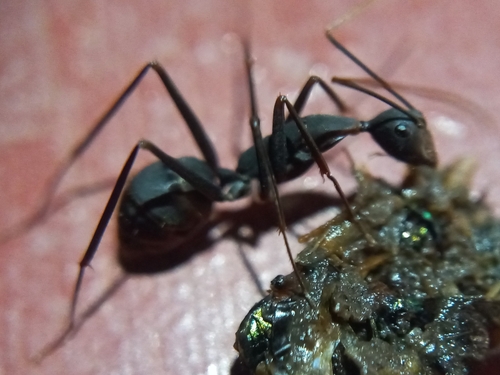 (c) Paul Antony Mangaly, some rights reserved (CC BY-NC), uploaded by Paul Antony Mangaly