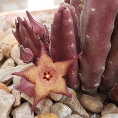 Stapelia rufa