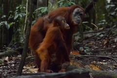Pongo abelii