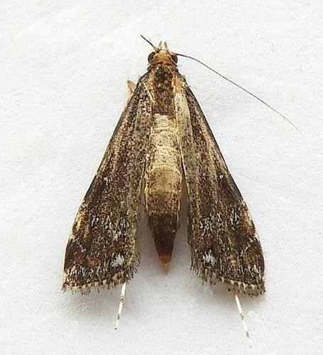 Black Langessa Moth photo 3