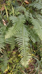 Polypodium plesiosorum