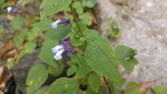 Salvia compsostachys
