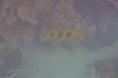 Siganus trispilos