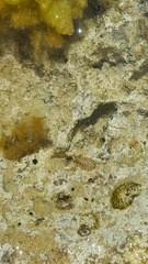 Rhyssoplax olivacea