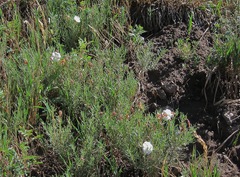 Oenothera coronopifolia