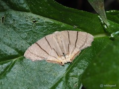 Orudiza protheclaria