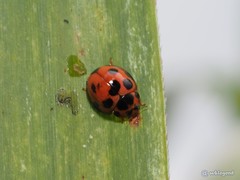 Coelophora bissellata