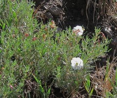 Oenothera coronopifolia