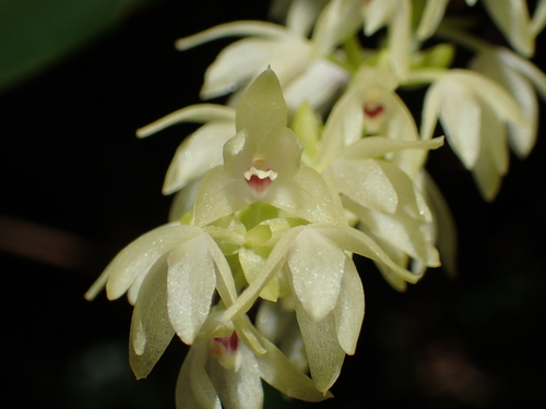Pinalia ovata (Lindl.) W.Suarez & Cootes