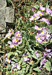 Primula nana