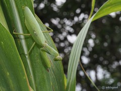 Hierodula patellifera