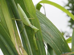 Hierodula patellifera