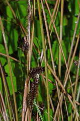 Carex comans