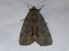 Catocala grynea