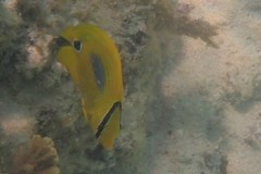 Chaetodon plebeius
