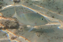 Lethrinus atkinsoni