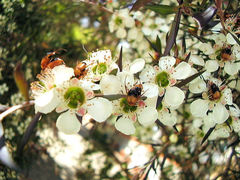 Phyllotocus macleayi