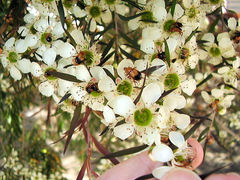 Phyllotocus macleayi