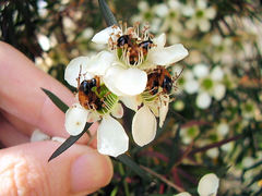 Phyllotocus macleayi