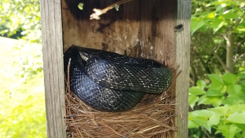 Eastern Ratsnake photographed in Delaware